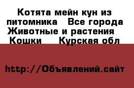 Котята мейн-кун из питомника - Все города Животные и растения » Кошки   . Курская обл.